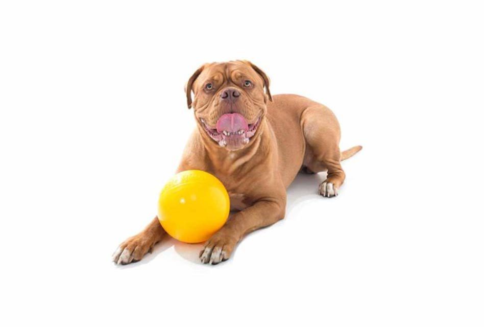 puppy eats fast slowing a that eats fast pooches at play puppy eats fast slowing a that eats fast pooches at play