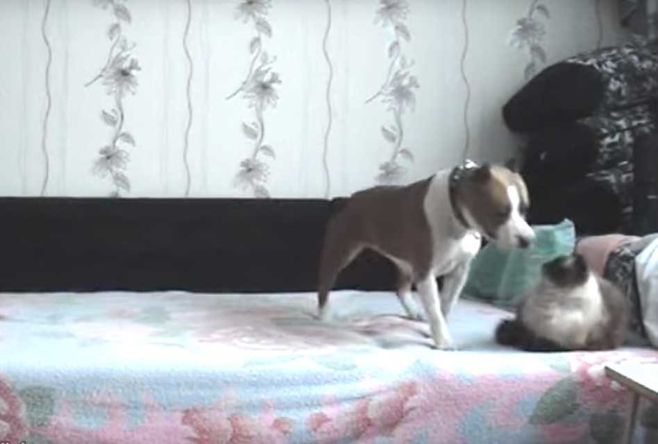 House rules for dogs…yeah right!