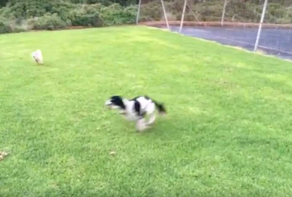 Dogs just love being dogs!