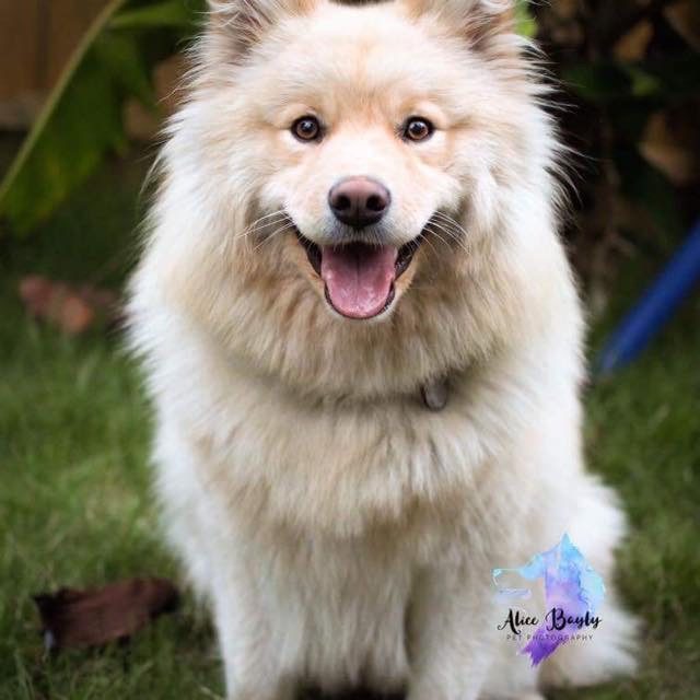Mimi S Dog Grooming Mimi S Dog Grooming