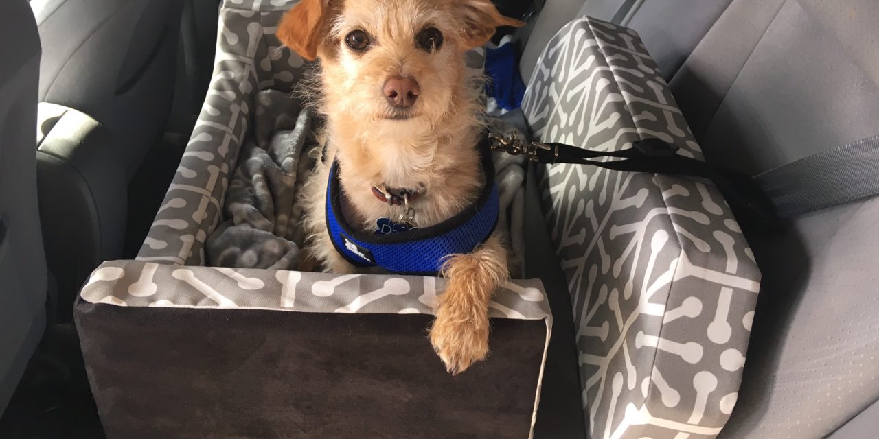 The benefits of a car booster seat for dogs | Pooches At Play The benefits of a car booster seat for dogs | Pooches At Play