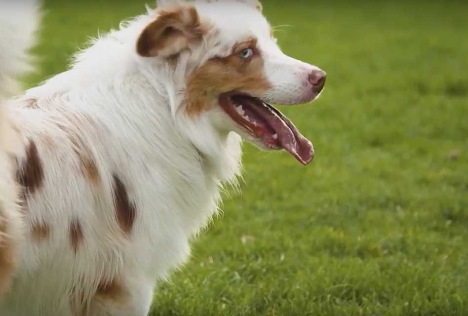 Dog Friendly Accommodation Melbourne Dog Friendly Accommodation Melbourne