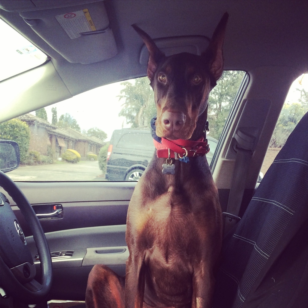 How Can I Stop My Dog Drooling In The Car How Can I Stop My Dog Drooling In The Car