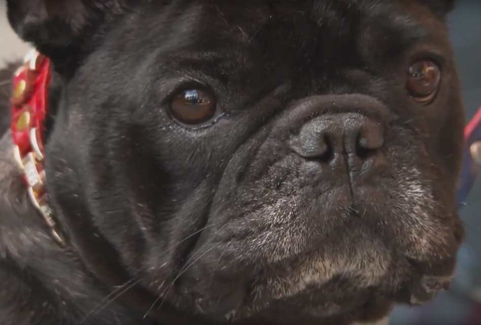 Meet Adelaide the French Bulldog