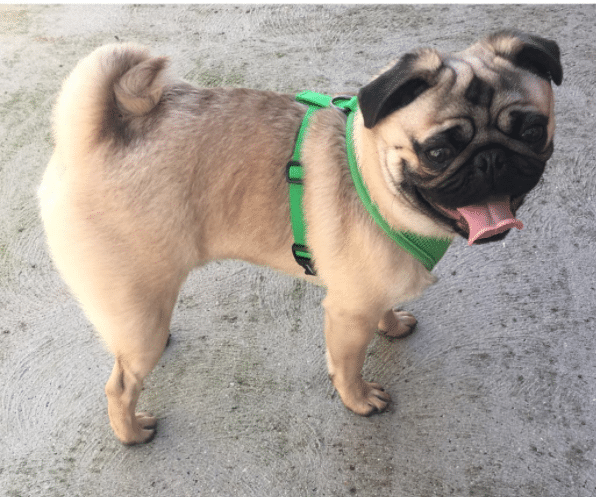 pugs tail not curled