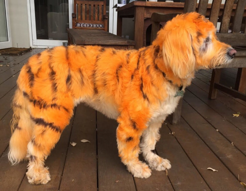 Hair Dye For Dogs Is It Safe Our Pets Pooches At Play Hair Dye For Dogs Is It Safe Our Pets