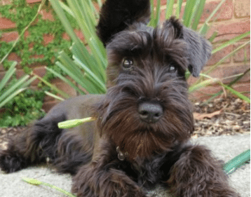 meet mavis the miniature