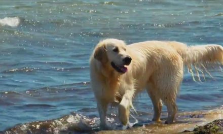 Jimmys Beach Dog Friendly Jimmys Beach Dog Friendly